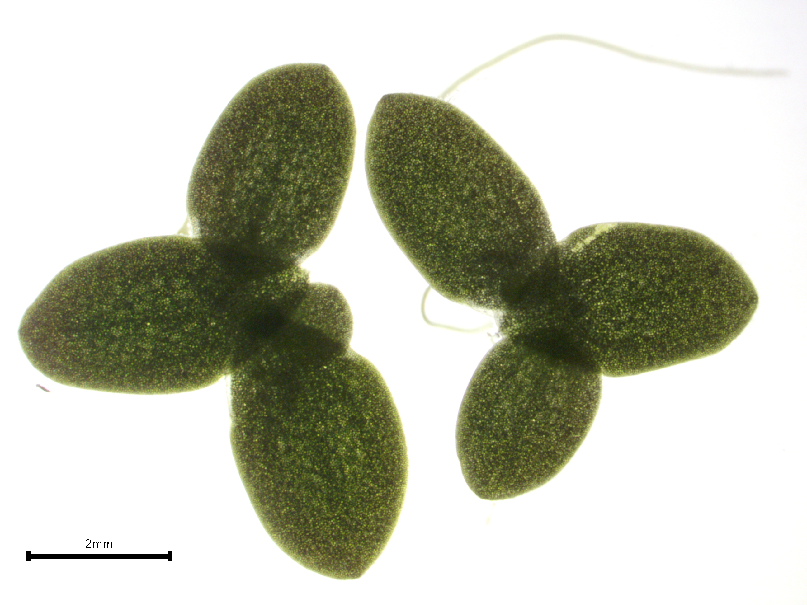 Lemna aequinoctialis