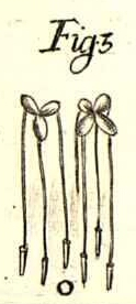 Illustration accompanying Linnaeus' description of Lemna minor, Micheli, P.A. (1729) Nov. Pl. Gen. 16 t.11 f.3, source: Biblioteca del Real Jardín Botánico, RJB-CSIC: https://bibdigital.rjb.csic.es