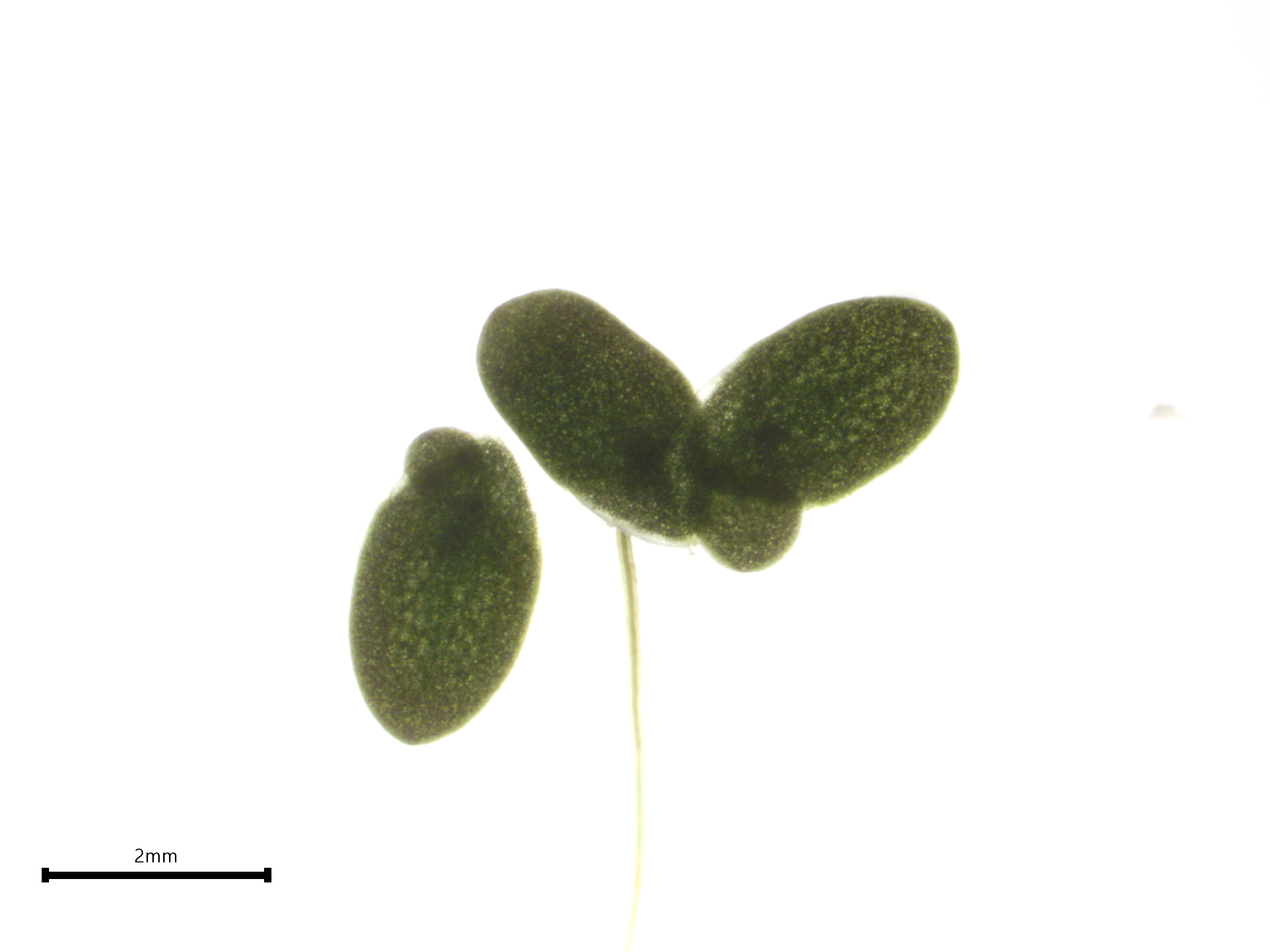 Lemna perpusilla clone 7339