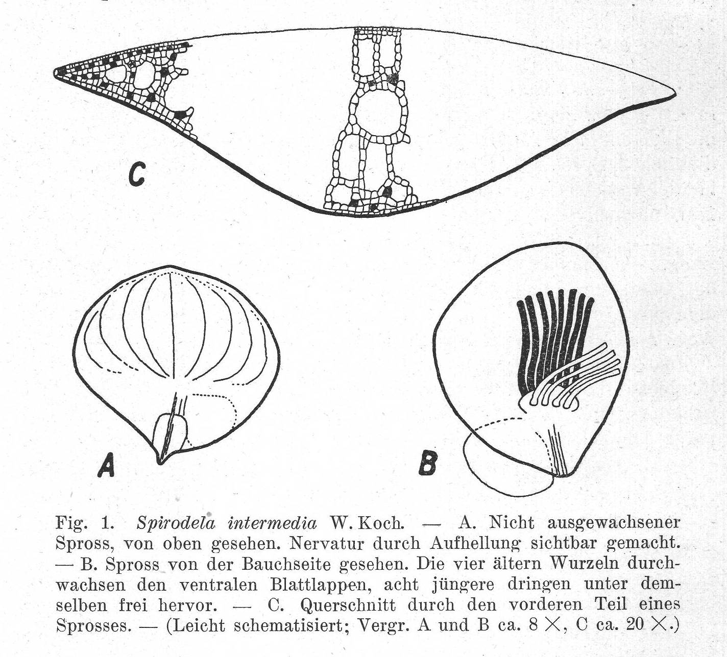 Illustration accompanying the description by Koch. Koch, W. 1932. Beitrag zur Lemnaceen-Flora Mittel- und Südamerikas. Berichte der Schweizerischen Botanischen Gesellschaft. Band 41 . Source: ETH Library Zurich, E-Periodica, https://www.e-periodica.ch.