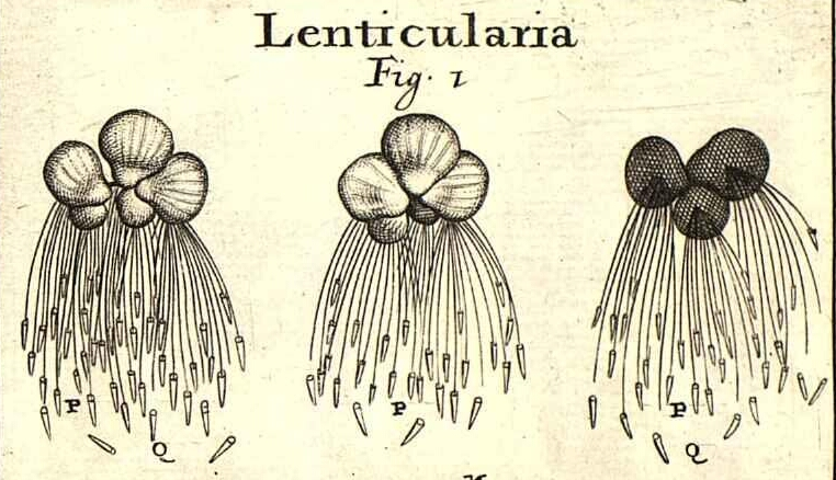 Illustration accompanying Linnaeus' description of Spirodela polyrhiza, Micheli, P.A. (1729) Nov. Pl. Gen. 16 t.11 f.1, source: Biblioteca del Real Jardín Botánico, RJB-CSIC: https://bibdigital.rjb.csic.es