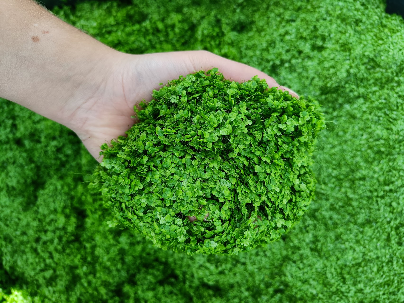 Duckweed for Food