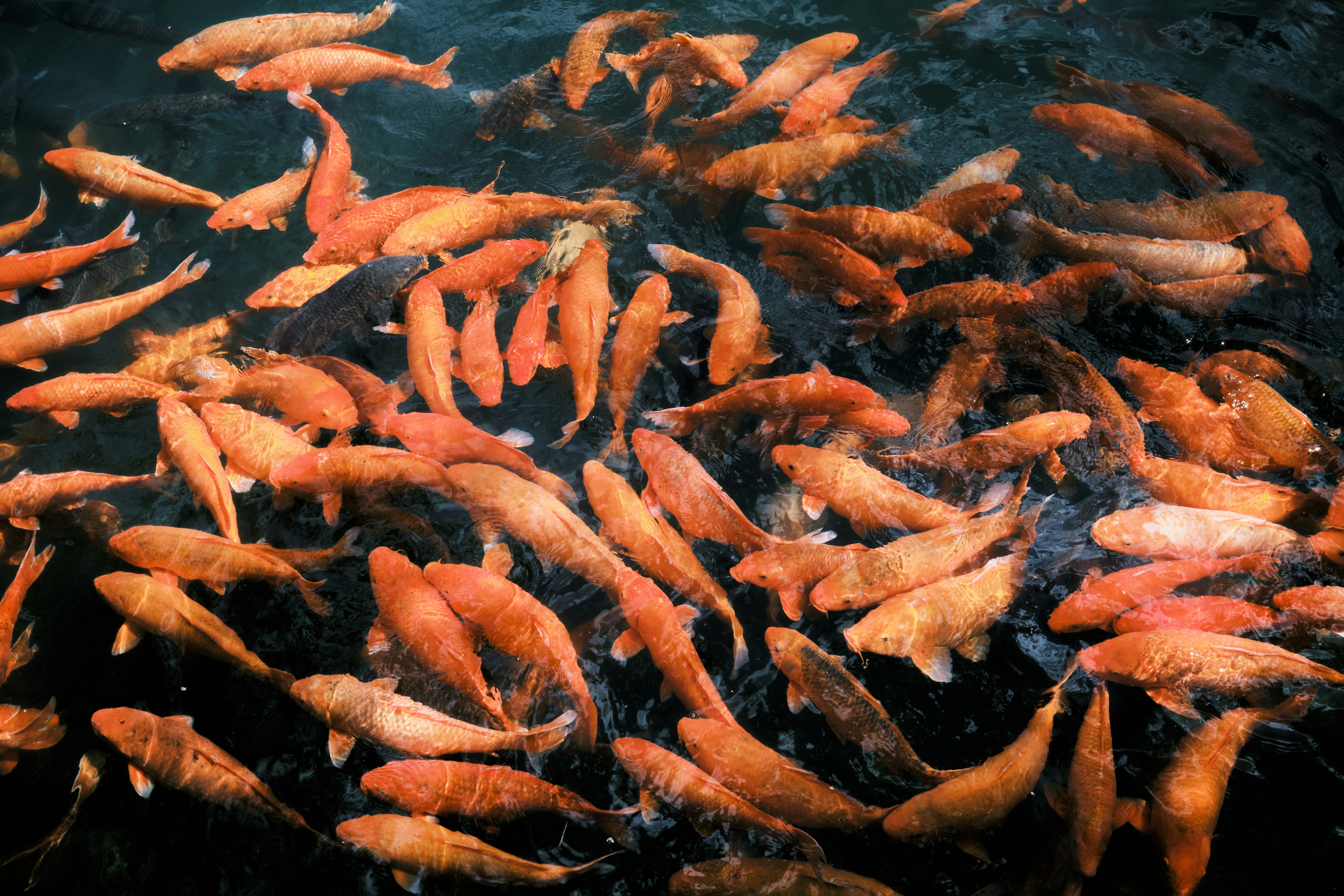 Aquaculture Examples