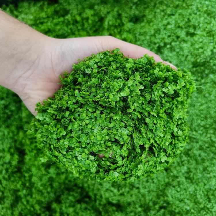 duckweed