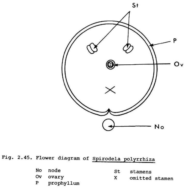 Flower diagram S. polyrhiza