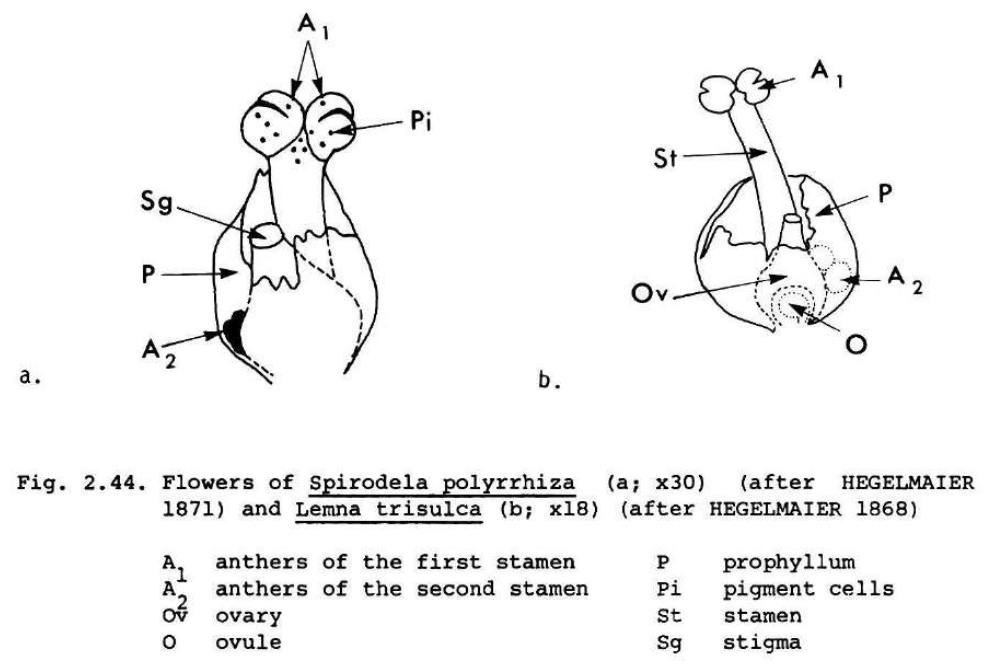 FigureLandolt1986