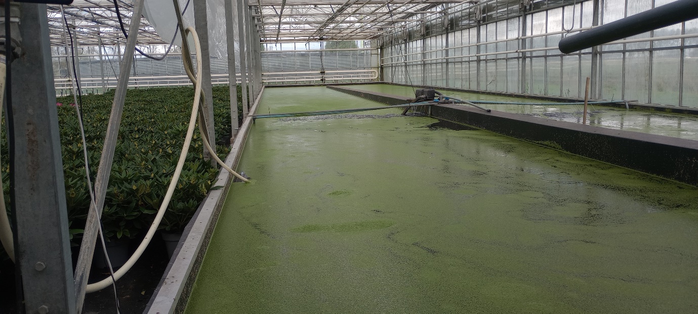 A green algae covered pool
AI-generated content may be incorrect.