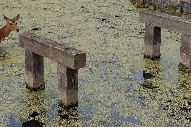 Taken by Ewout Crombez, deer in duckweed, Nara, Japan