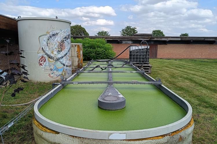 Pilot set up duckweed on aquaculture wastewater