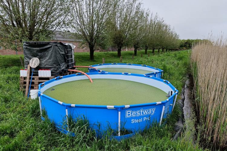 Pilot set up duckweed on pig manure wastestreams
