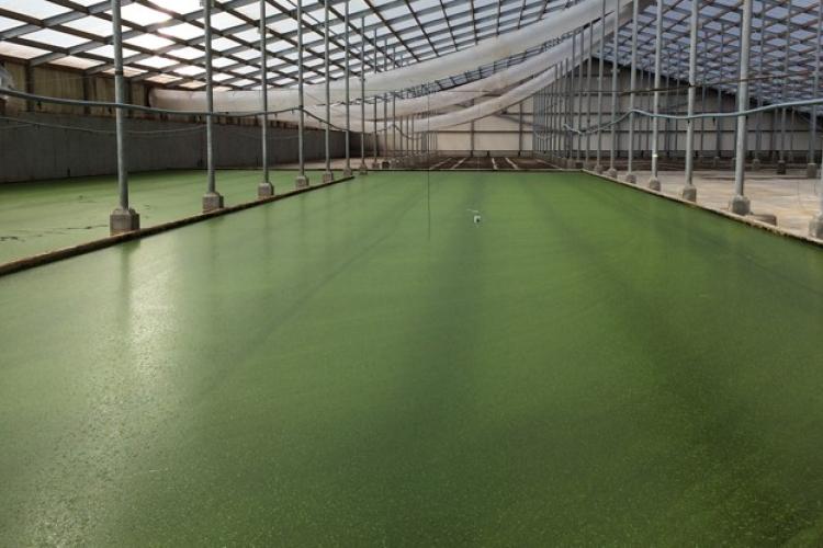 Ecoferm roof pond