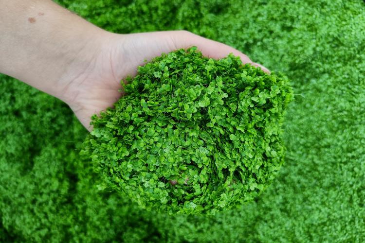 fresh Lemna with wolffia, picture by Marie Lambert