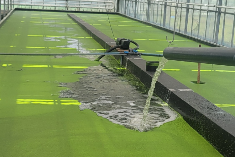 Lemna lagoon for vegetable production