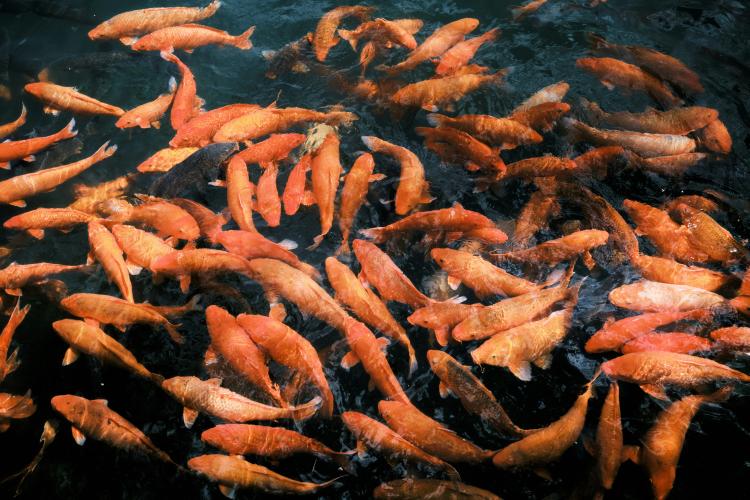 Aquaculture Case Studies
