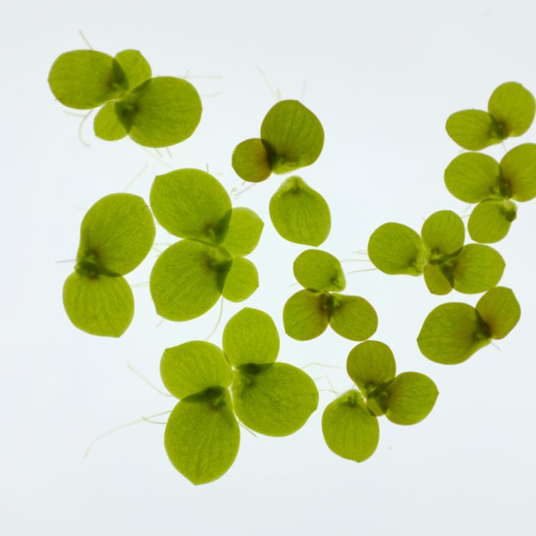 Spirodela polyrhizha