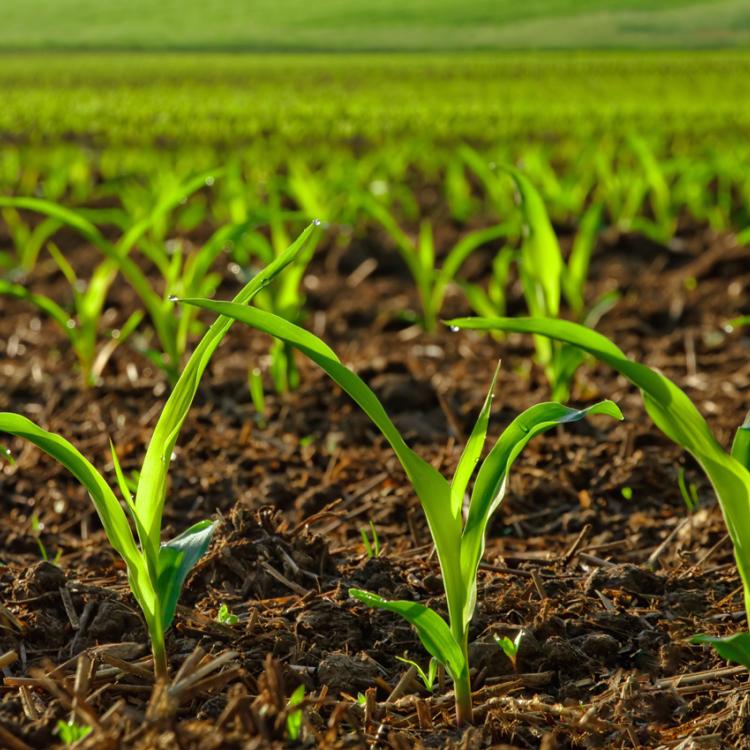 plant to illustrate the use of duckweed as biostimulants