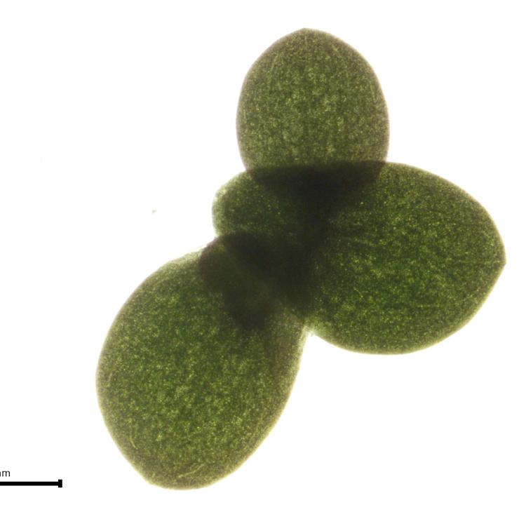 Landoltia punctata clone 9329