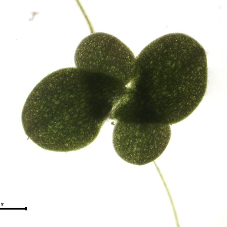 Lemna gibba clone 7704