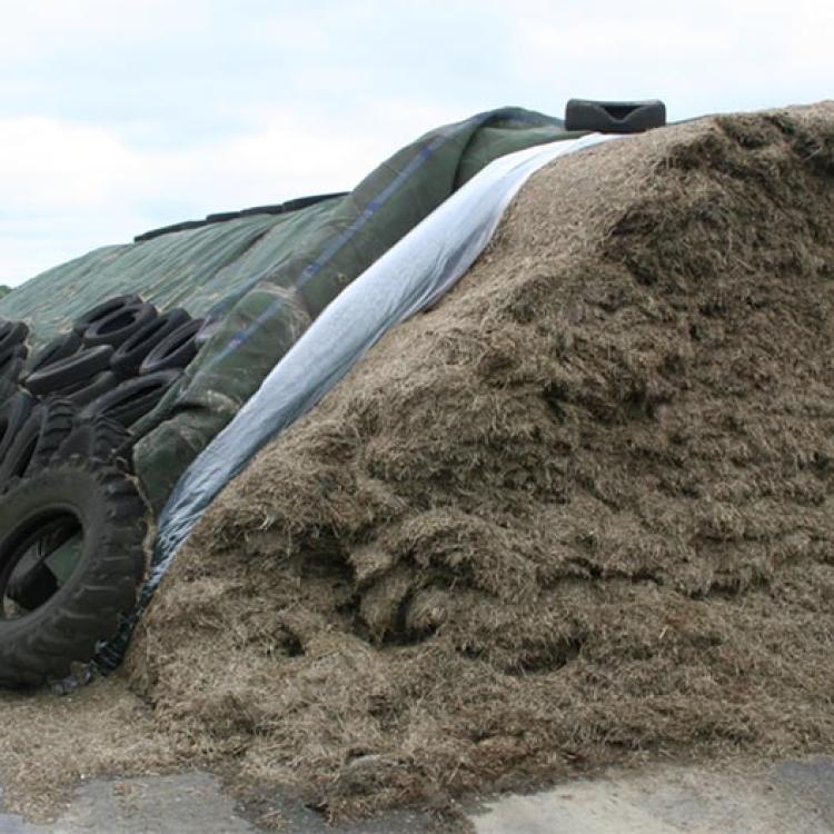 silage heap