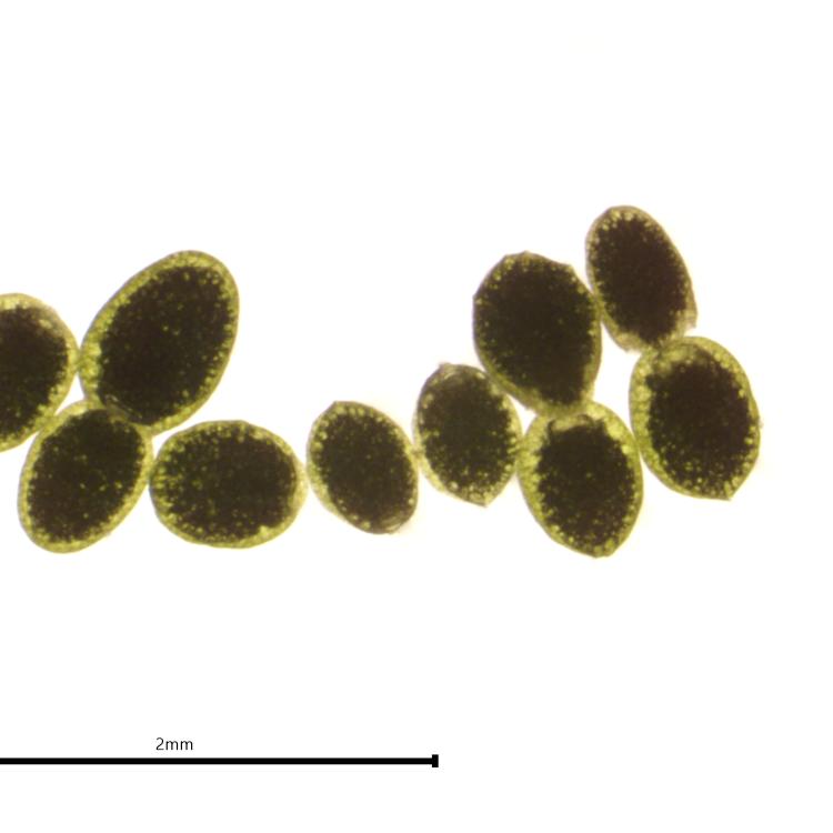 Wolffia globosa clone 9319