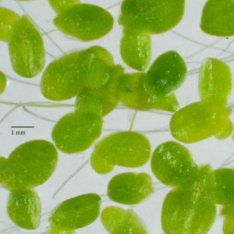 Lemna obscura (photo taken by Walter Lämmler). Taken from ISCDRA letter 4