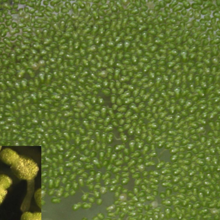Flowering fronds of W. microscopica. Inset: A closer view of the flowers on the dorsal surface and the ventral “pseudoroot”. (Photo: K.-J. Appenroth; Inset: K. Sowjanya Sree). Taken from ISCDRA letter 3